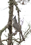 Black-crested Titmouse 7406